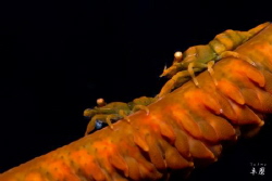 Zanzibar whip coral shrimps by Takma Lherminier 